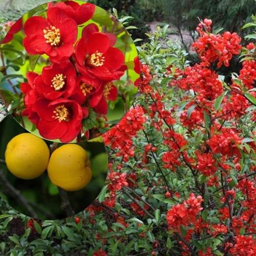 Chaenomeles superba 'Crimson and Gold' - Kaunis ebaküdoonia 'Crimson and Gold' P9/0,55L